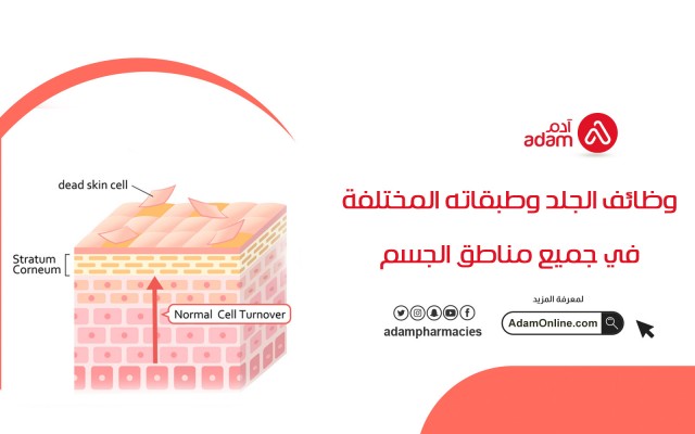 وظائف الجلد وطبقاته المختلفة في جميع مناطق الجسم